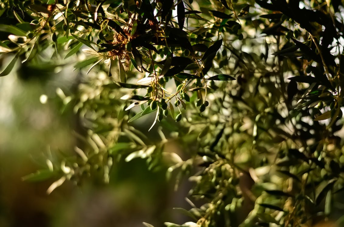 Olive oil tasting