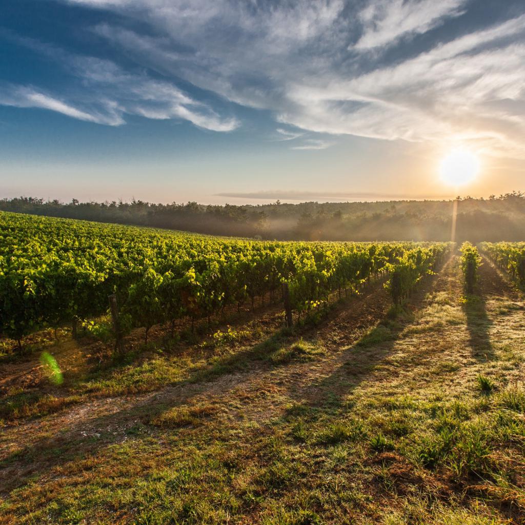 Wine tasting Experience