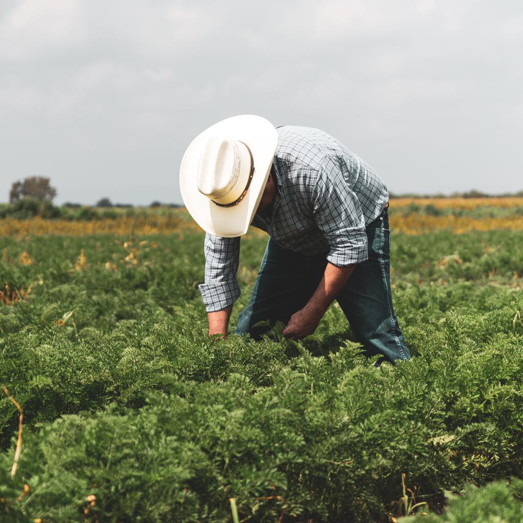 Farmer for one day