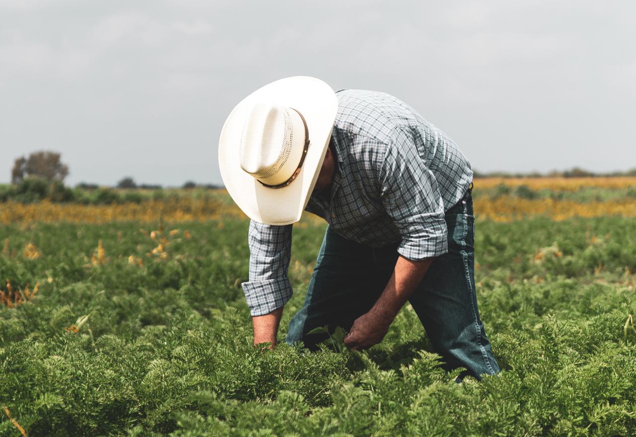 Farmer harvesting the plants 