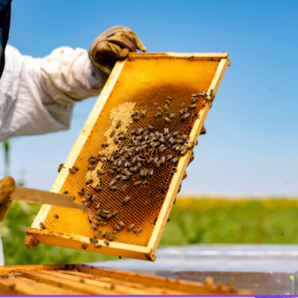 Beekeeper for a Day